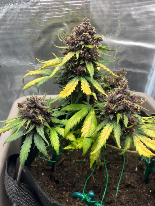 Emily R. - Auto Red Tropicana Cookies. Week 10