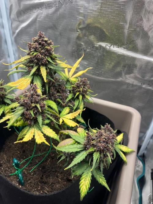 Emily R. - Auto Red Tropicana Cookies. Week 10