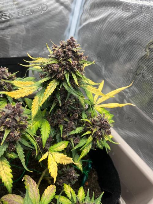 Emily R. - Auto Red Tropicana Cookies. Week 10