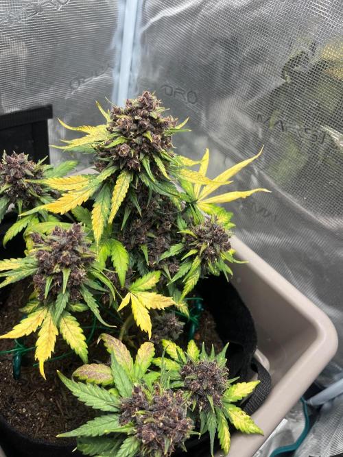 Emily R. - Auto Red Tropicana Cookies. Week 10