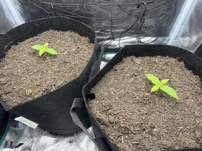 Auto Sweet Bourbon Kush - Bella & Gigi. Week 1