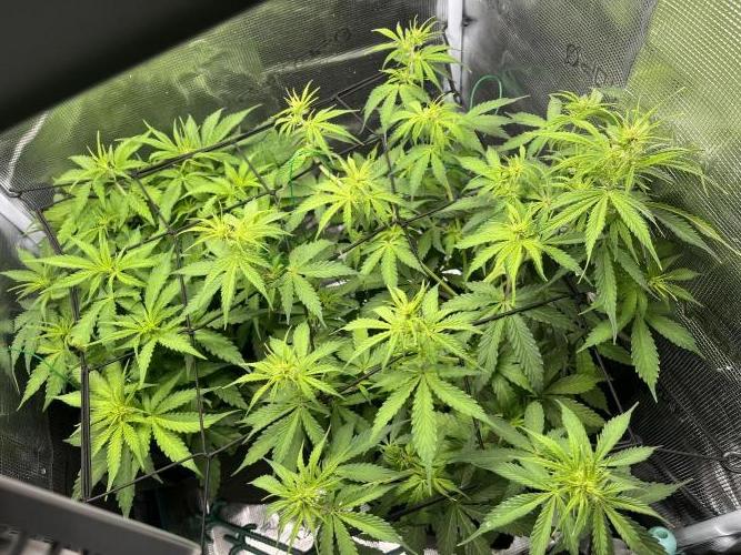 Auto Sweet Bourbon Kush - Bella & Gigi. Week 5