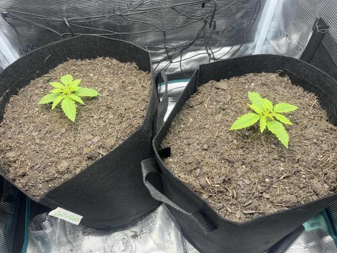 Auto Sweet Bourbon Kush - Bella & Gigi. Week 1