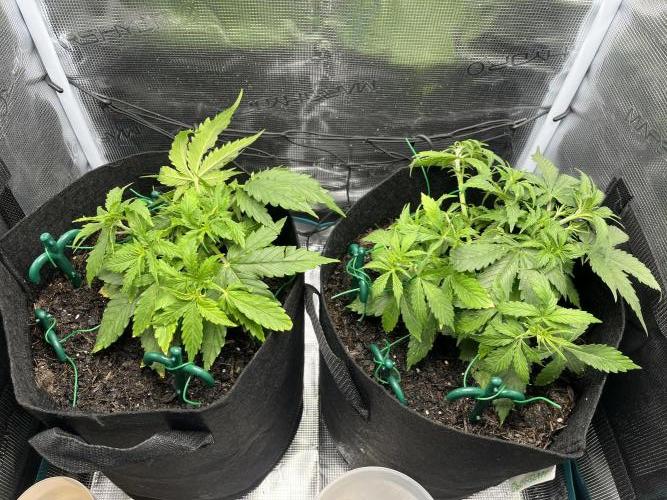 Auto Sweet Bourbon Kush - Bella & Gigi. Week 3