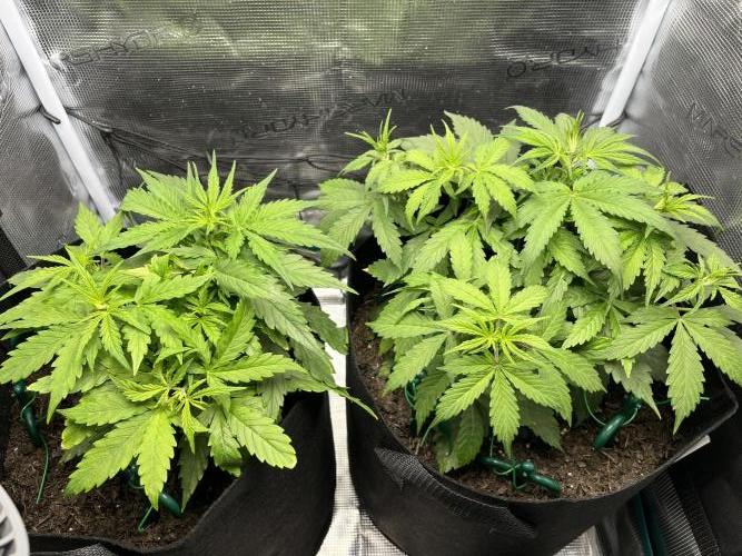 Auto Sweet Bourbon Kush - Bella & Gigi. Week 3