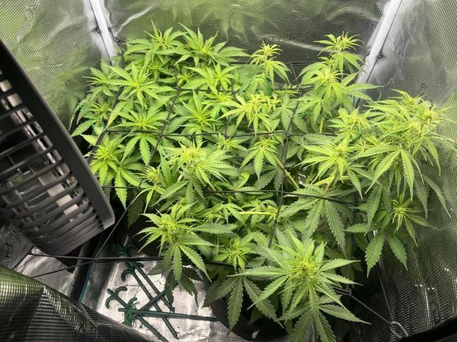 Auto Sweet Bourbon Kush - Bella & Gigi. Week 5