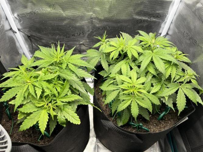 Auto Sweet Bourbon Kush - Bella & Gigi. Week 3
