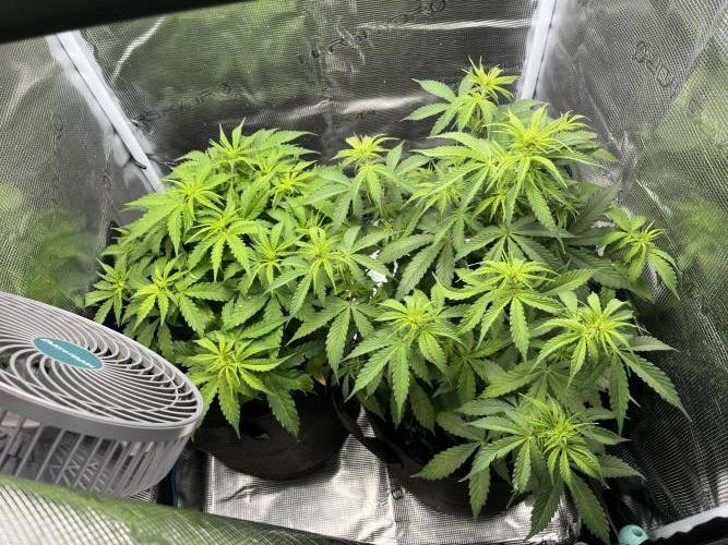 Auto Sweet Bourbon Kush - Bella & Gigi. Week 4