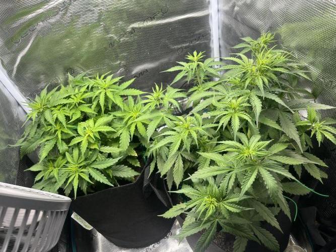 Auto Sweet Bourbon Kush - Bella & Gigi. Week 4