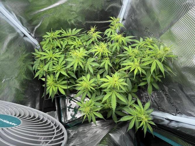 Auto Sweet Bourbon Kush - Bella & Gigi. Week 5