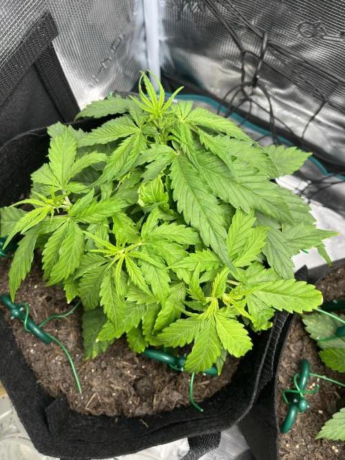 Auto Sweet Bourbon Kush - Bella & Gigi. Week 3
