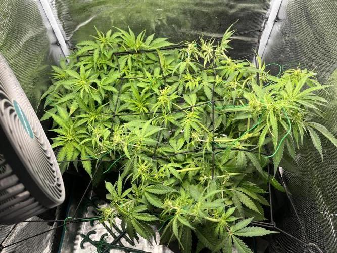 Auto Sweet Bourbon Kush - Bella & Gigi. Week 5