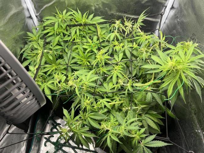 Auto Sweet Bourbon Kush - Bella & Gigi. Week 5