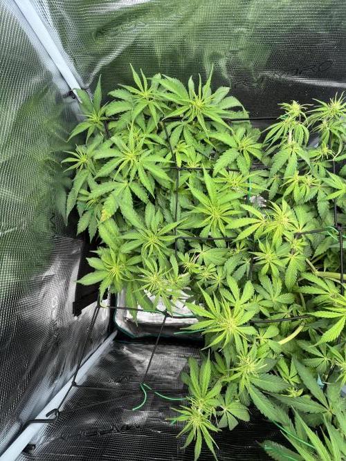 Auto Sweet Bourbon Kush - Bella & Gigi. Week 5