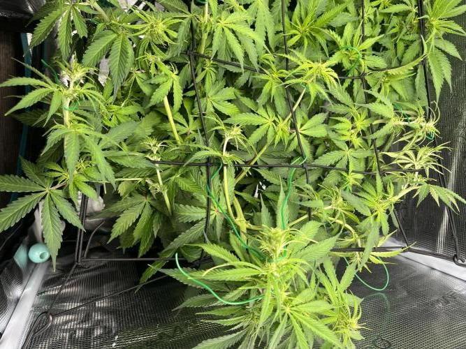 Auto Sweet Bourbon Kush - Bella & Gigi. Week 5