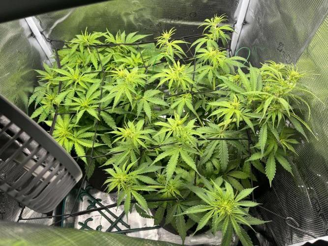 Auto Sweet Bourbon Kush - Bella & Gigi. Week 5