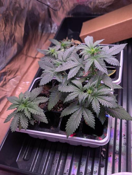 My first grow. Week 3