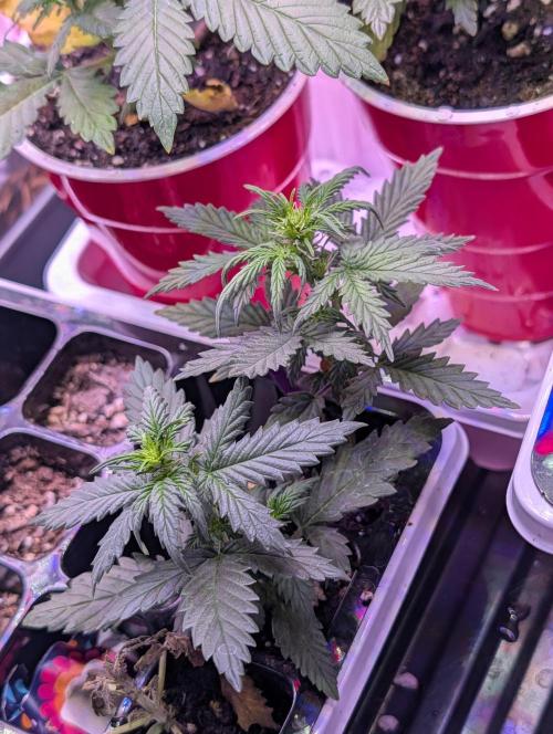 My first grow. Week 3