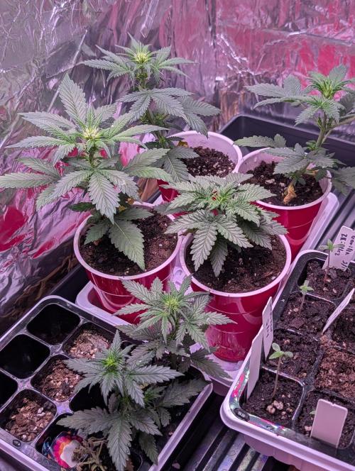 My first grow. Week 3