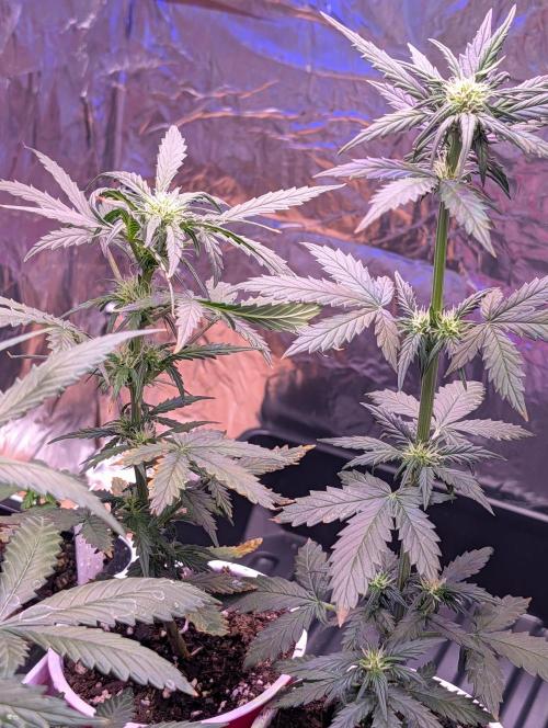 My first grow. Week 4