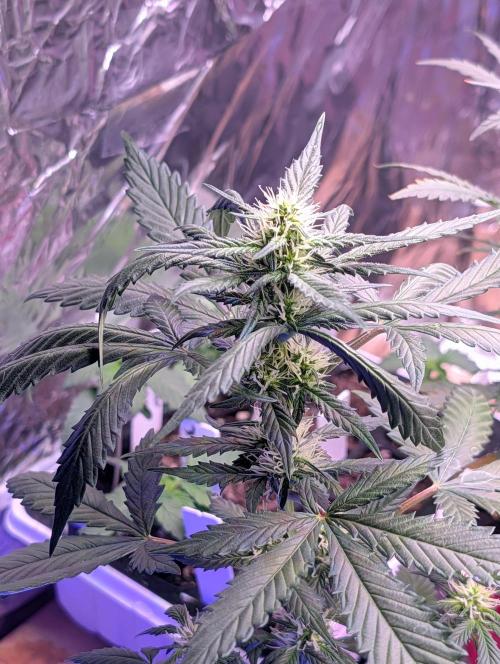 My first grow. Week 4