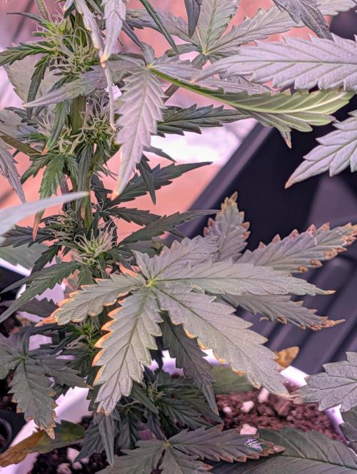 My first grow. Week 4 - Anyone know why the yellow leaves on the edges?