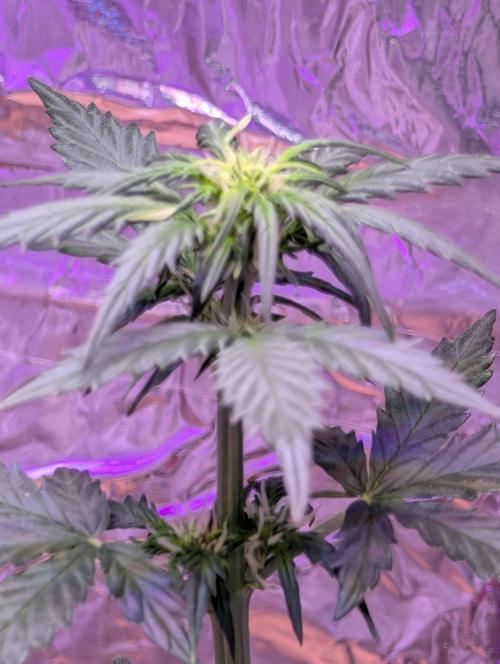 My first grow. Week 4