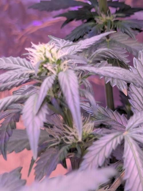 My first grow. Week 4