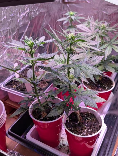 My first grow. Week 4