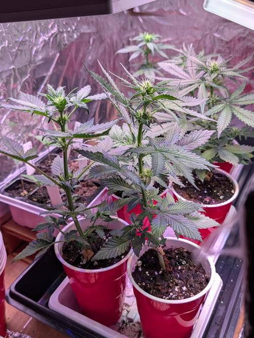 My first grow. Week 4