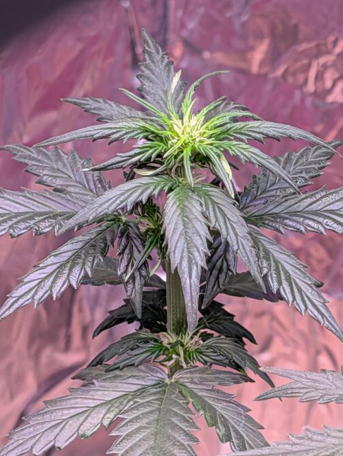 My first grow. Week 4