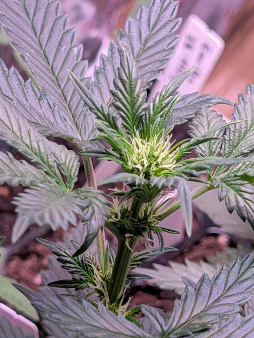 My first grow. Week 4