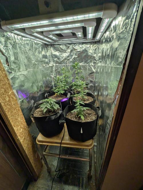 My first grow. Week 5 - I moved the plants to their home