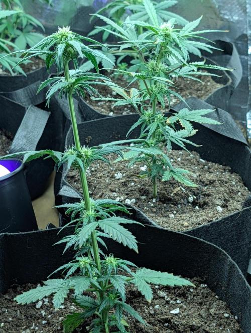 My first grow. Week 5 - These plants looks healthy.