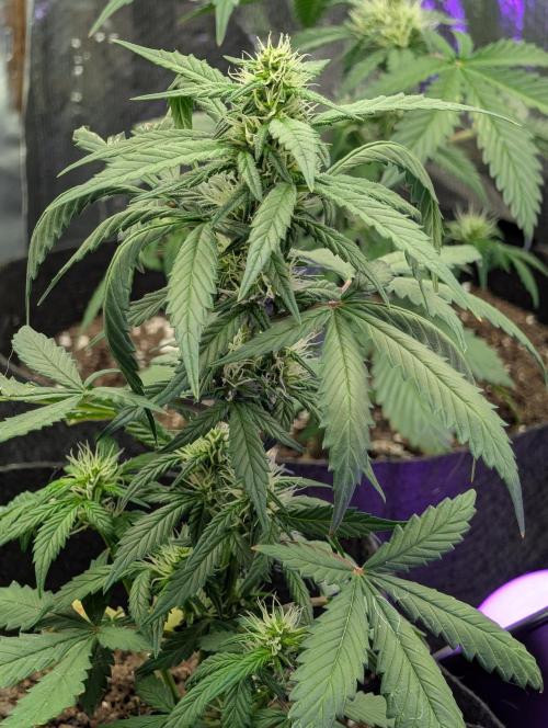 My first grow. Week 5 - Showing signs of repot stress