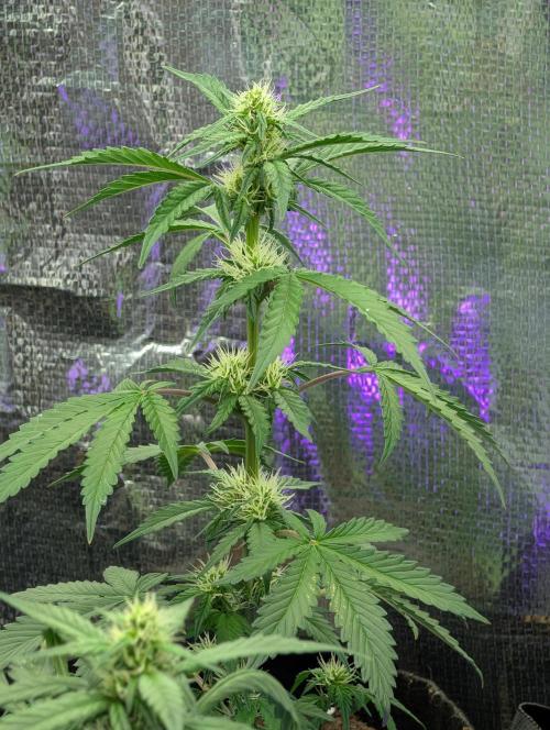 My first grow. Week 5 - This one looks healthy and it producing at the nodes