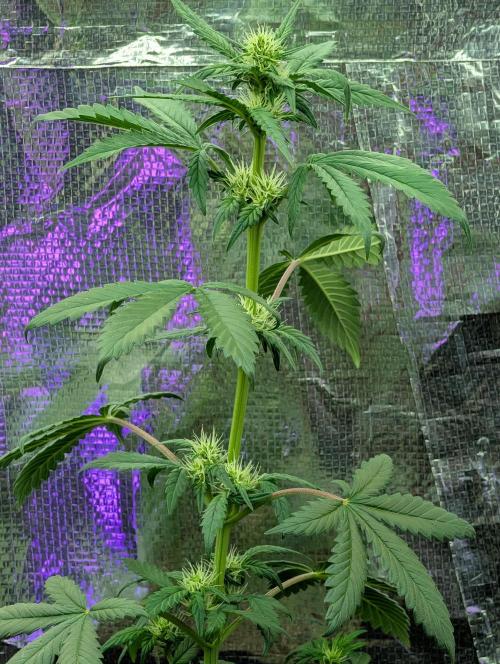 My first grow. Week 5
