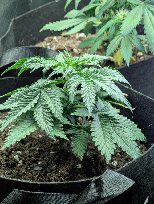 My first grow. Week 5
