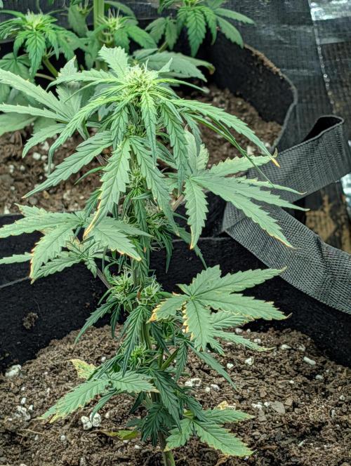 My first grow