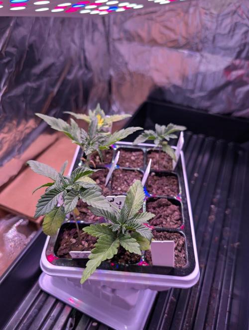 My first grow