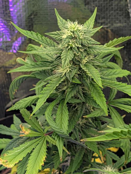 My first grow. Week 6