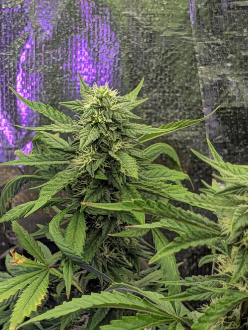 My first grow. Week 6