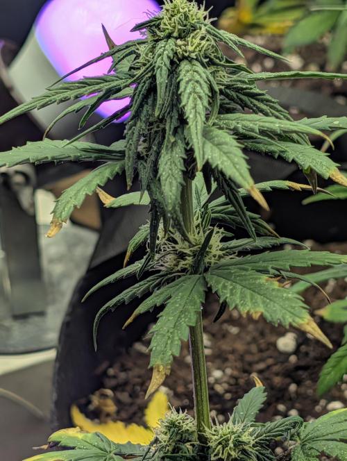 My first grow. Week 6