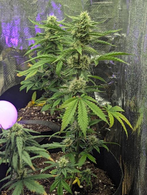 My first grow. Week 6