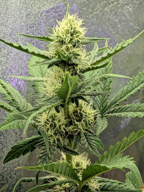 My first grow. Week 6