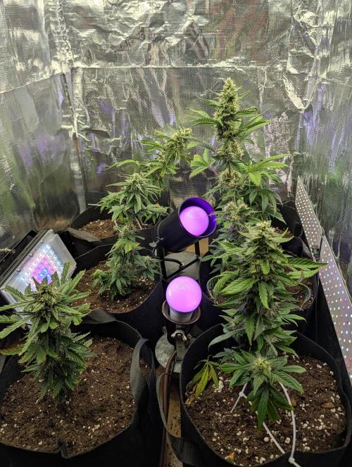 My first grow. Week 7