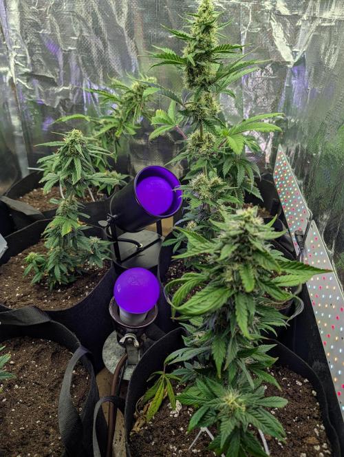 My first grow. Week 7