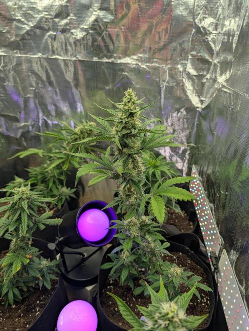 My first grow. Week 7