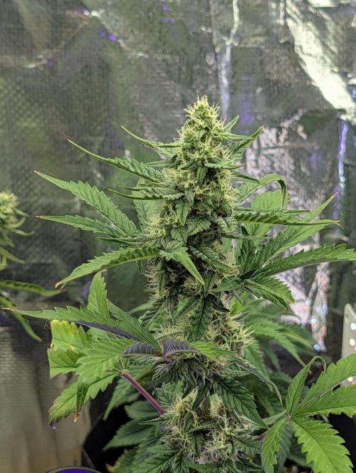 My first grow. Week 7