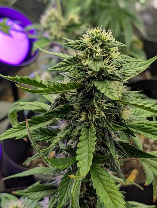 My first grow. Week 7